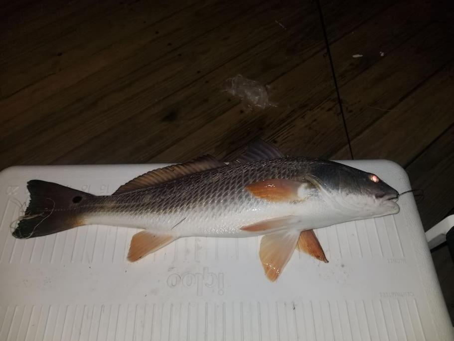 Paradise Lagoon*Bayhouse Fishing*Beach*Dogfriendly Galveston Bagian luar foto
